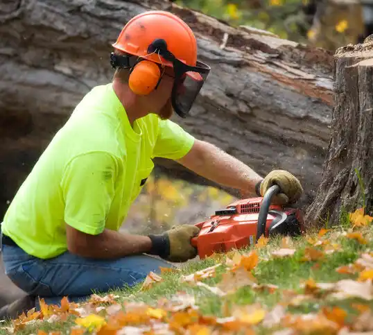 tree services Cement City